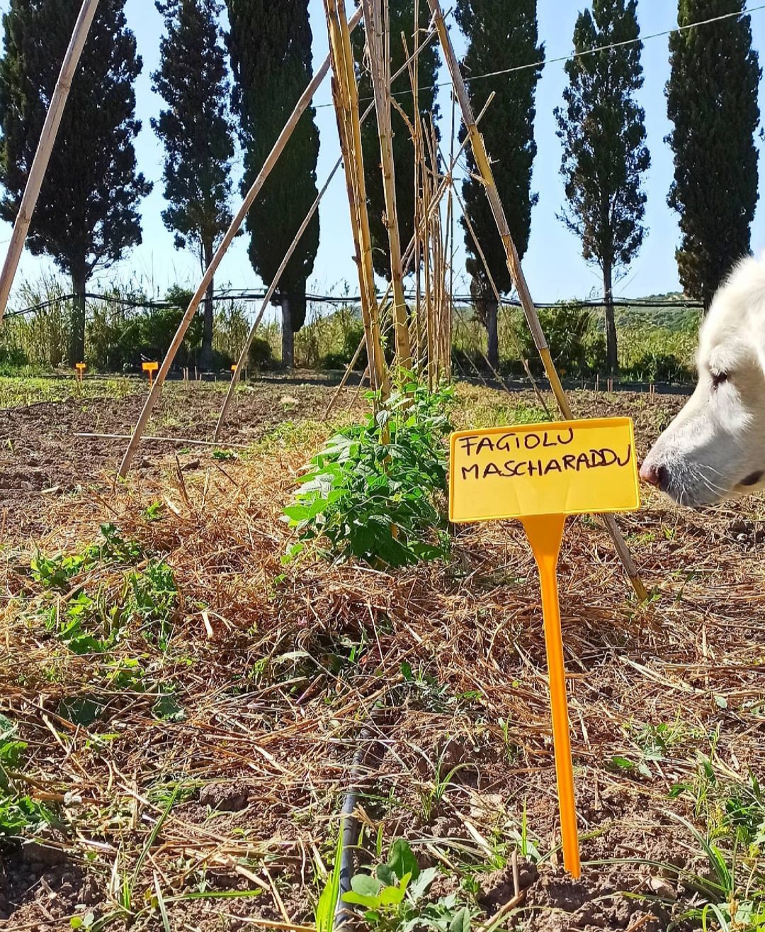 azienda agricola sarda Agreste