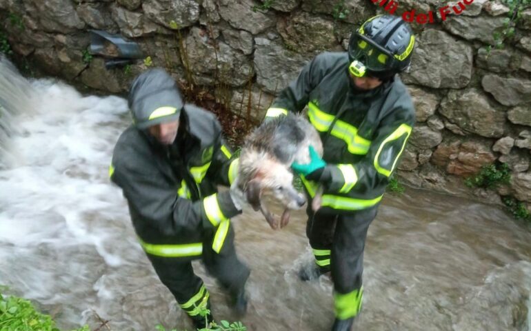 cane salvato dai vigili del fuoco in ogliastra