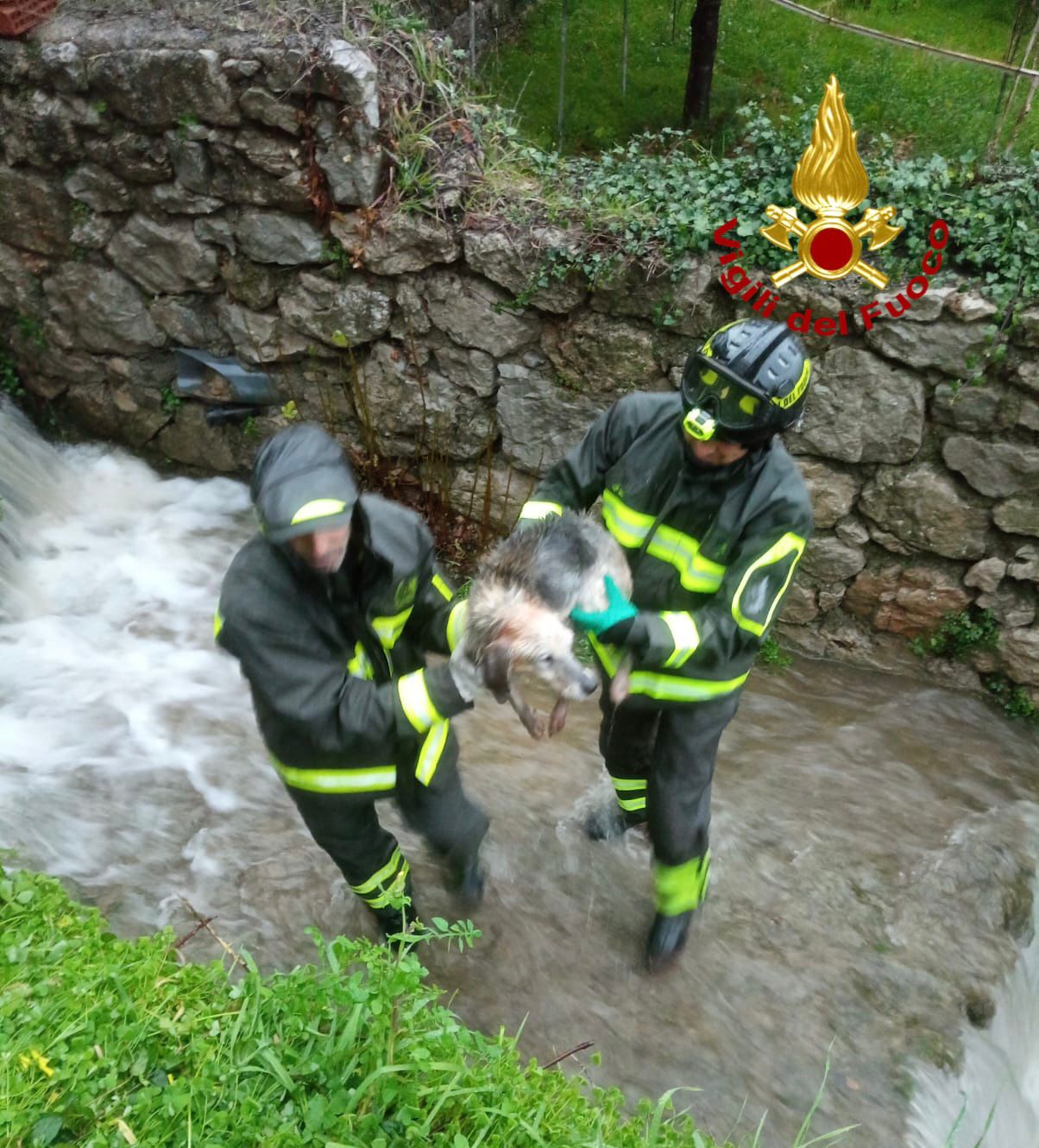 cane salvato dai vigili del fuoco in ogliastra