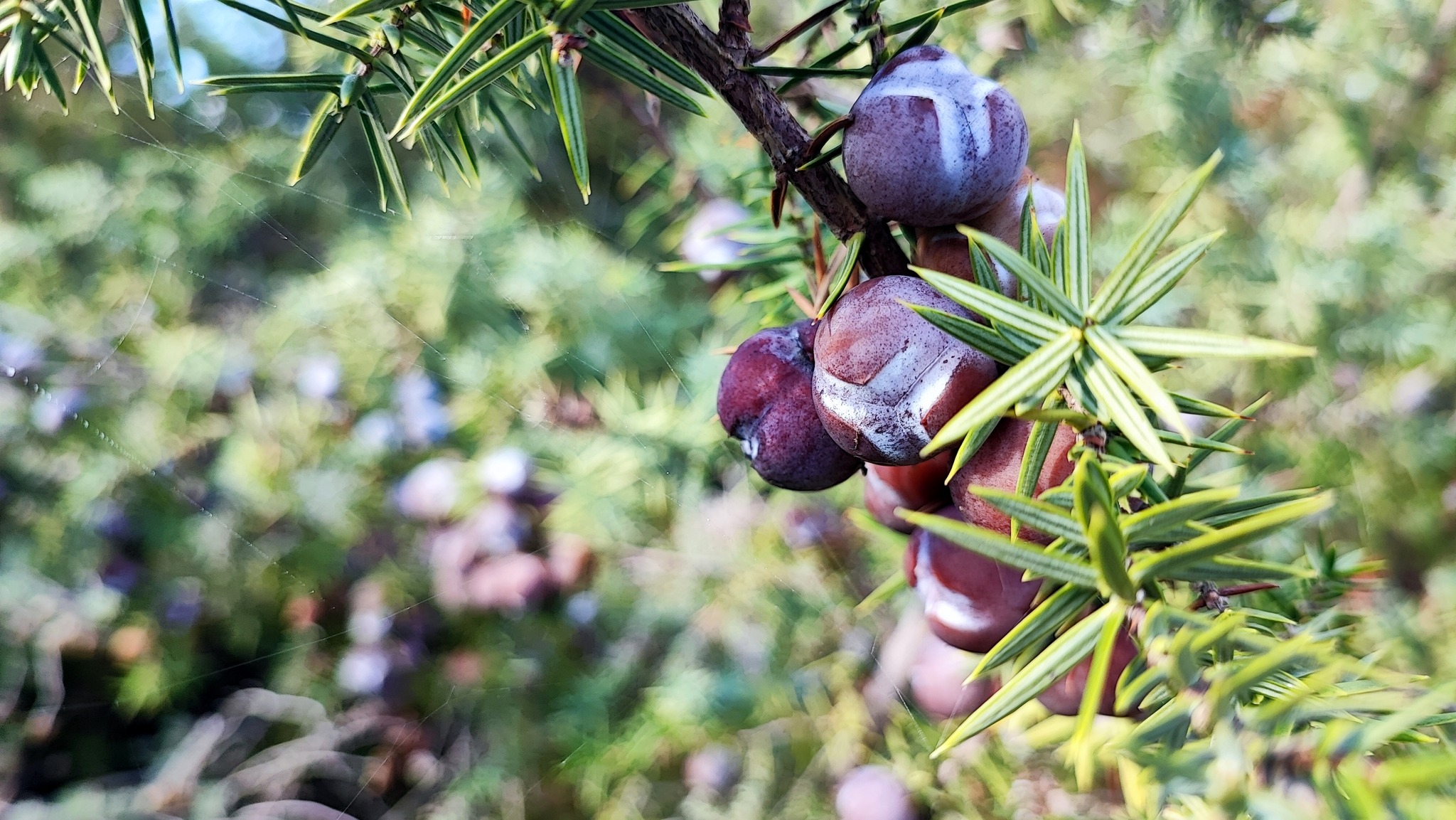 ginepro coccolone