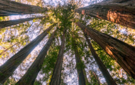 sequoie