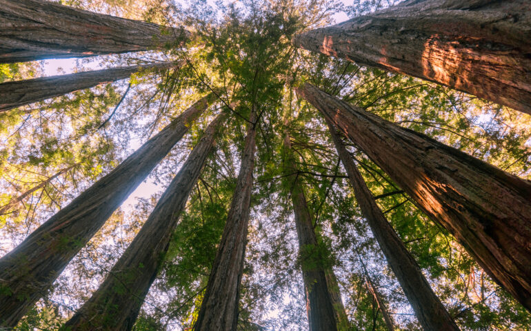 sequoie
