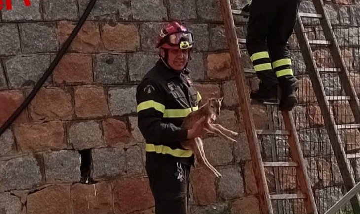 salvataggio muflone