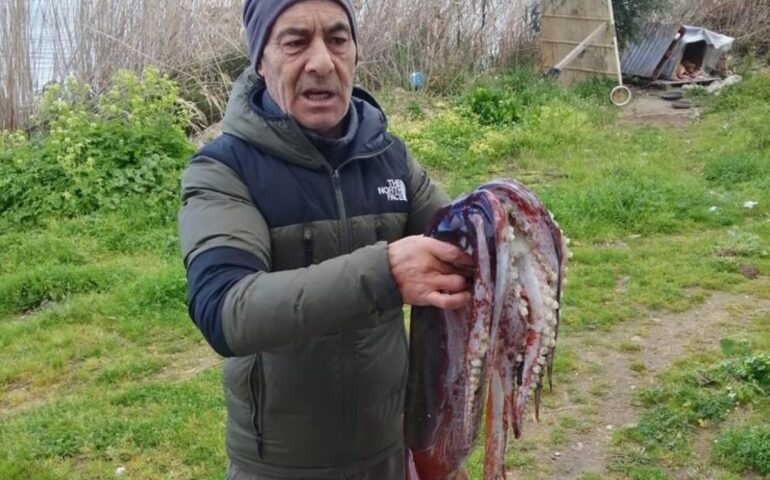Il totano gigante