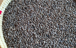Lenticchia nera sarda PH Laore Francesco Sanna