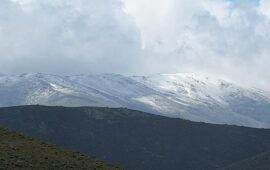 bruncu spina con la neve