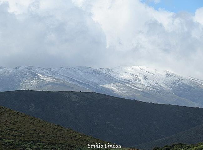 bruncu spina con la neve