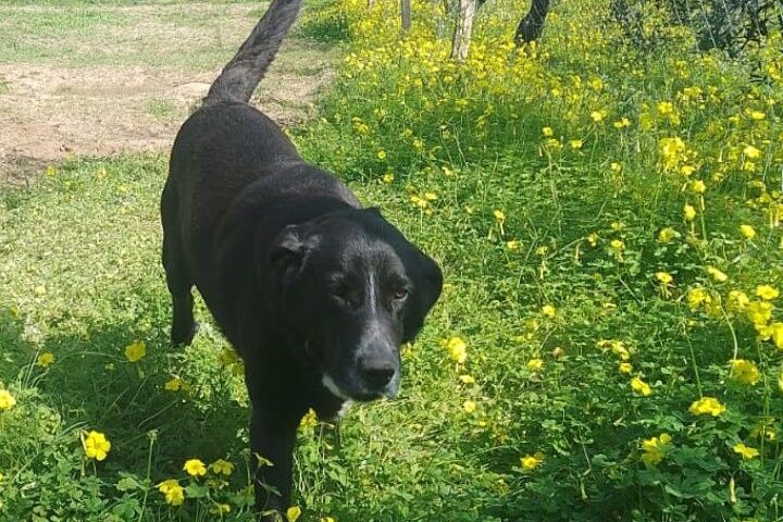 cane scomparso in ogliastra