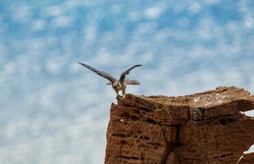 Falco di Eleonora Ph Pierluigi Medda