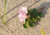 Sorso, foto dal gruppo Flora della Sardegna