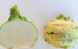 Colatronxo di Alghero – Foto Emanuele Gosamo/Comitato Anglona/Sardegna Agricoltura
