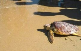 tartaruga caretta caretta