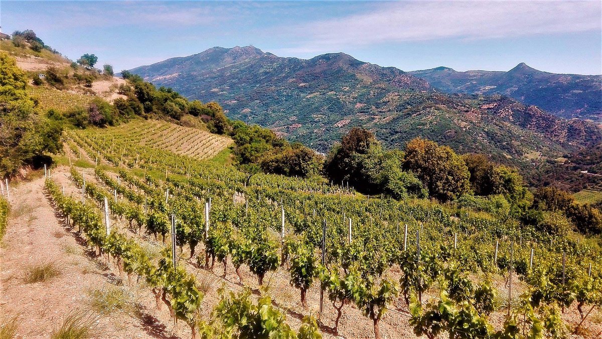 Vigne di Cannonau
