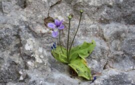Pinguicula sehuensis PH profilo FB Flora della Sardegna