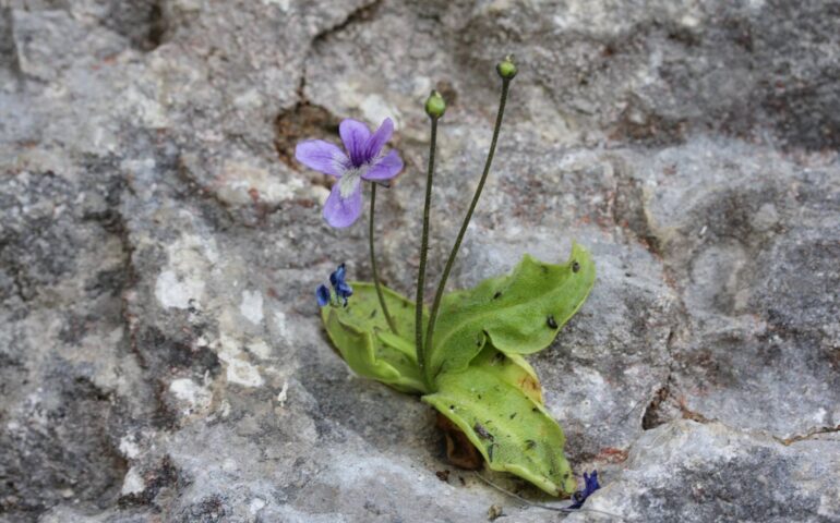 Pinguicula sehuensis PH profilo FB Flora della Sardegna