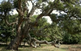 Lo sapevate? La Sardegna è la regione d’Italia con la maggior presenza di Alberi Monumentali censiti