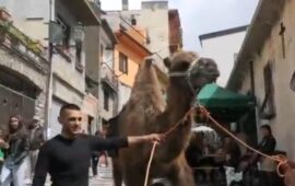 (VIDEO) Rodolfo il cammello conquista anche Seui: la star del Carnevale di Ovodda a “Pastoris”
