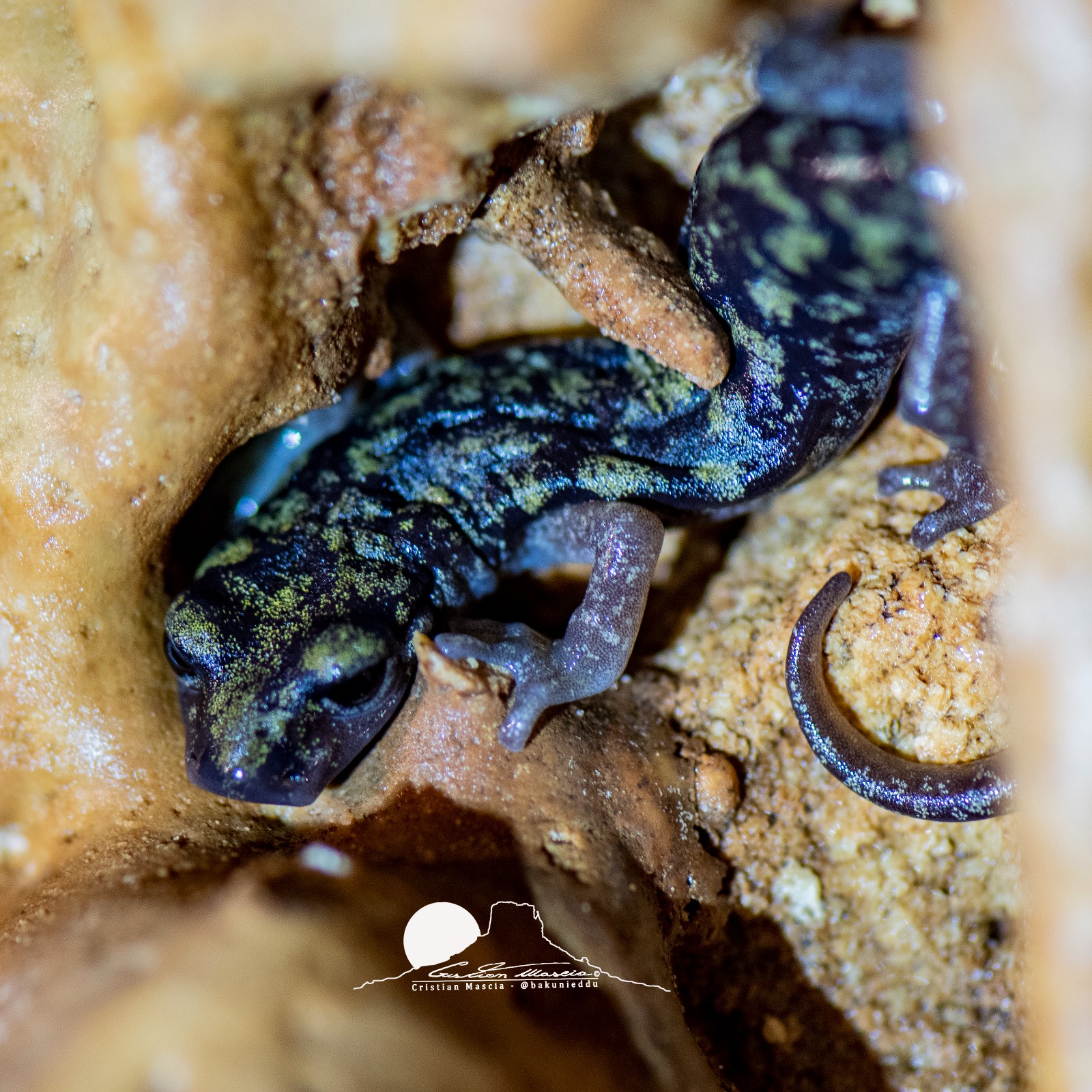 Geotritone sardo PH Cristian Mascia