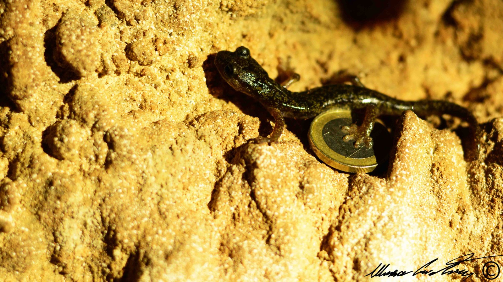 Geotritone sardo PH Cristian Mascia