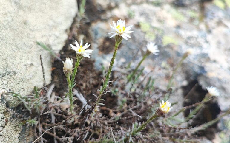 elicriso monte linas PH Sardegna Foreste
