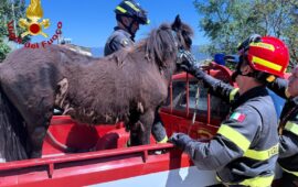 Bono, pony precipita in un canale di scolo a 6 metri di profondità: salvato dai Vigili del Fuoco