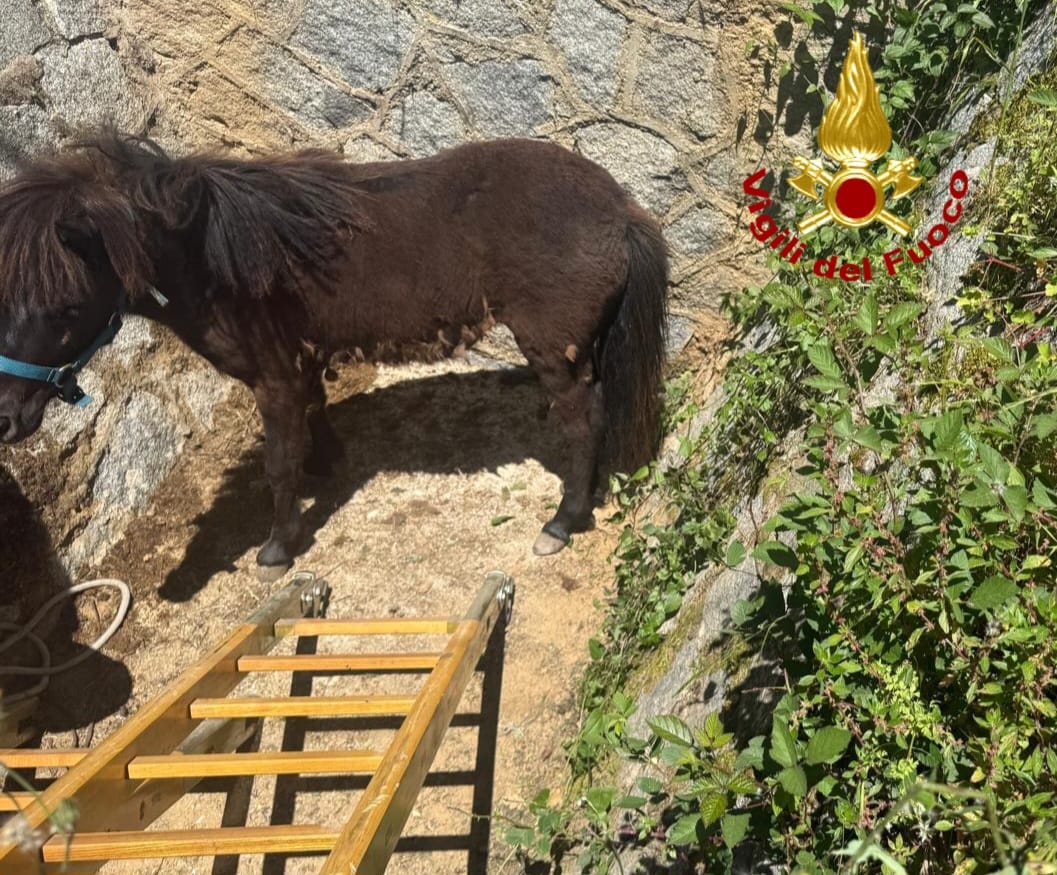 pony salvato dai vigili del fuoco