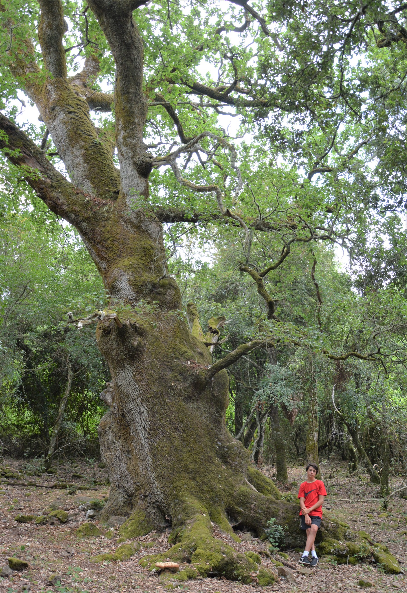 roverella di illorai