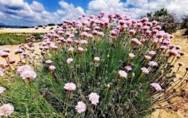 Meraviglie di Sardegna: sapete come si chiama questa pianta endemica che cresce solo nella nostra Isola?