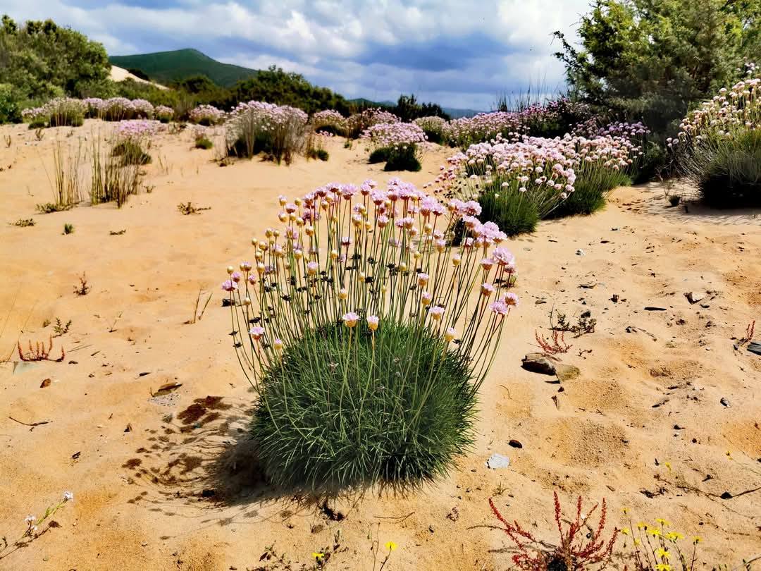 spillone di sardegna