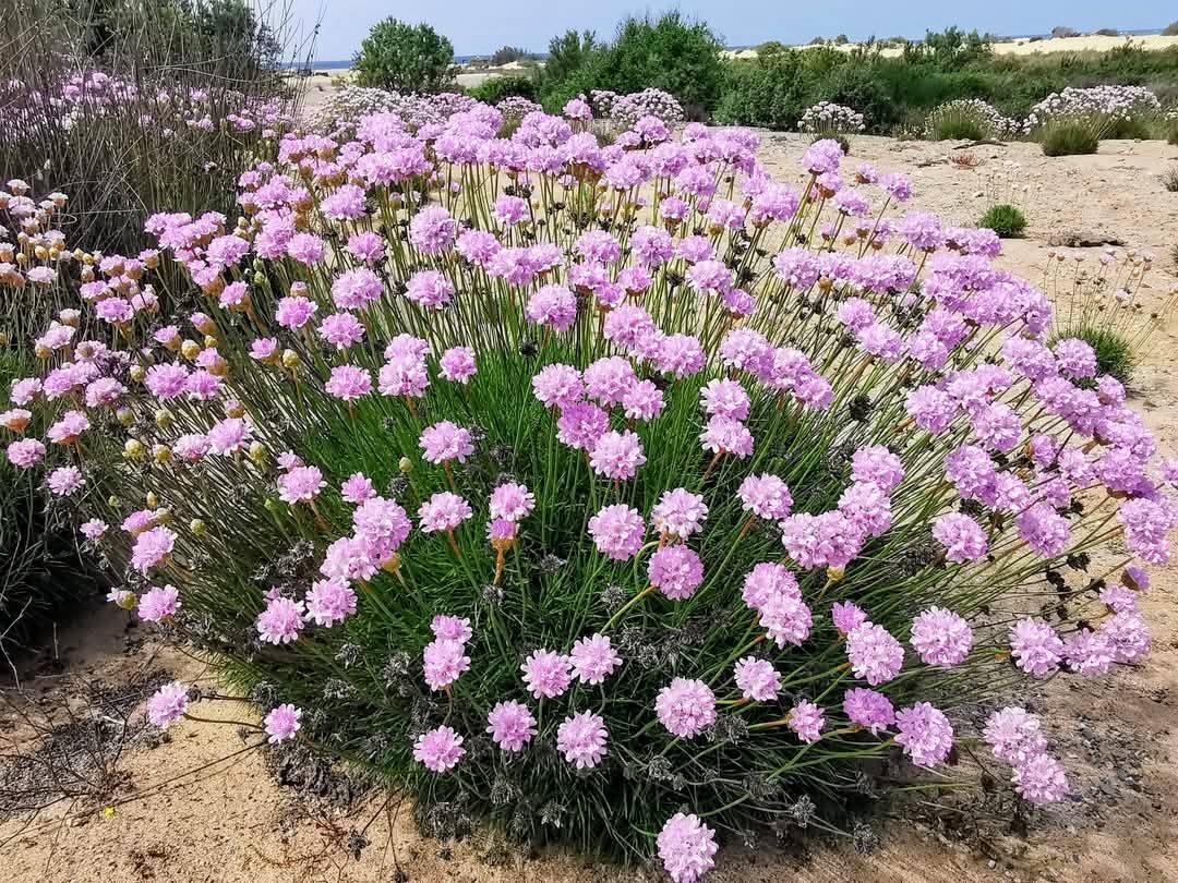spillone di sardegna