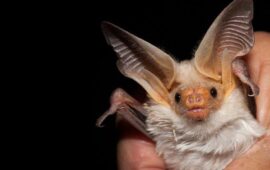 Orecchione, pipistrello sardo, PH Paradisola