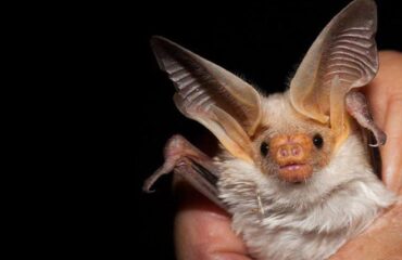Orecchione, pipistrello sardo, PH Paradisola