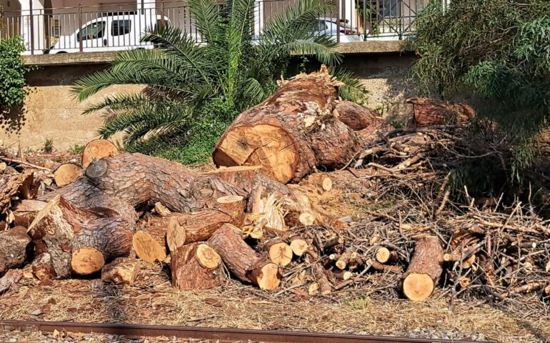 L'albero abbattuto ad Arbatax