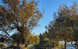 Prendersi cura di un pezzo di Tortolì: parte il progetto “Adotta un’aiuola”