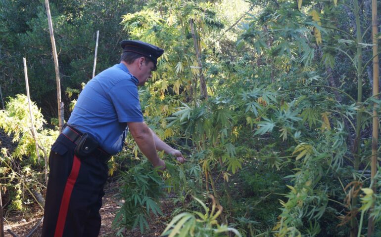 Coltivazione marijuana Tortolì PH Carabinieri Nuoro
