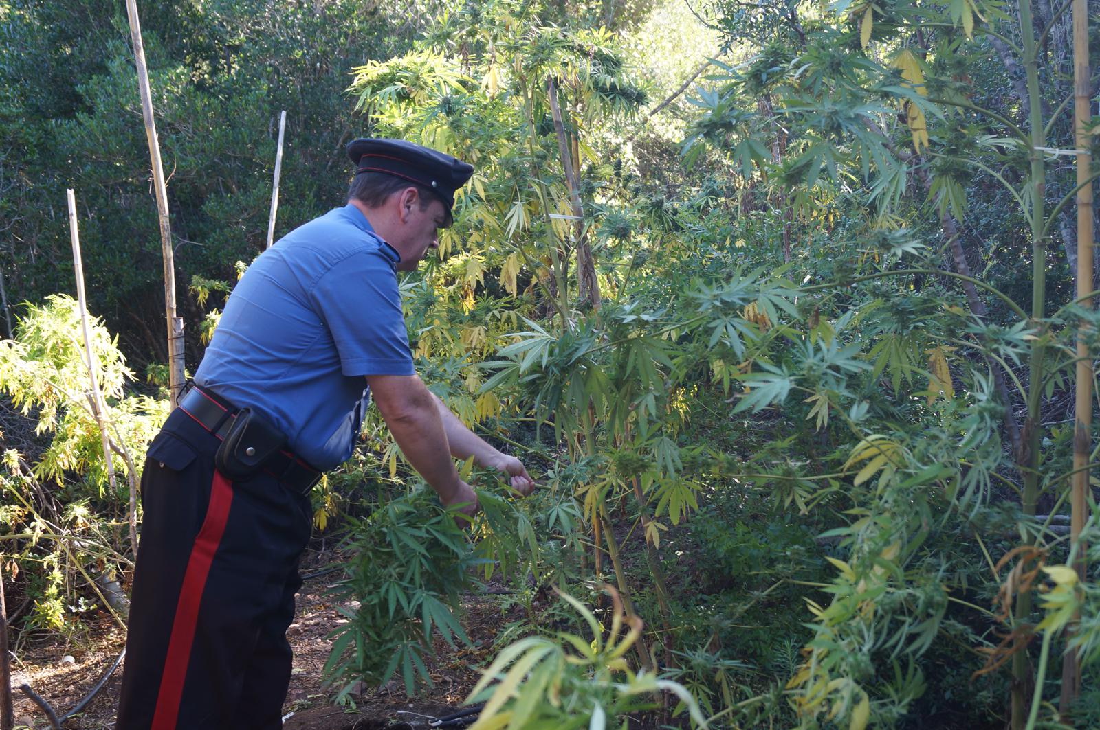 Tortolì, scoperta coltivazione di marijuana in casa: arrestato un 40enne