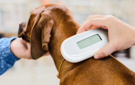 microchip cane