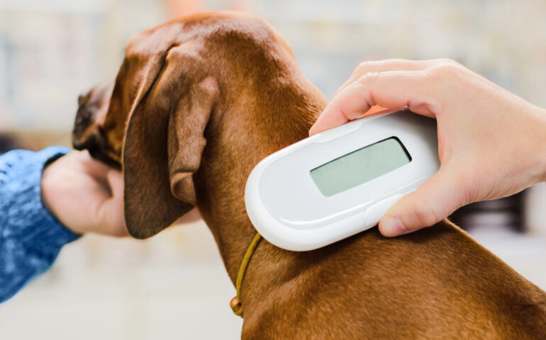 microchip cane