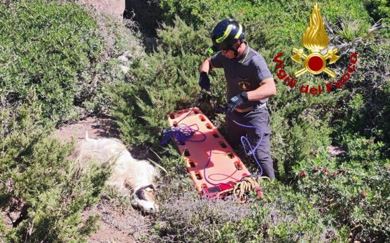 Capra in pericolo tra le scogliere di Cabras: intervengono i Vigili del Fuoco