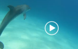 (GUARDA IL VIDEO) Danza con un delfino: l’incredibile incontro subacqueo di Alessandro Longoni