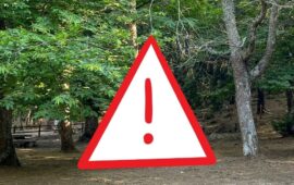 Cani muoiono dopo una passeggiata al Bosco Seleni: massima prudenza a Lanusei