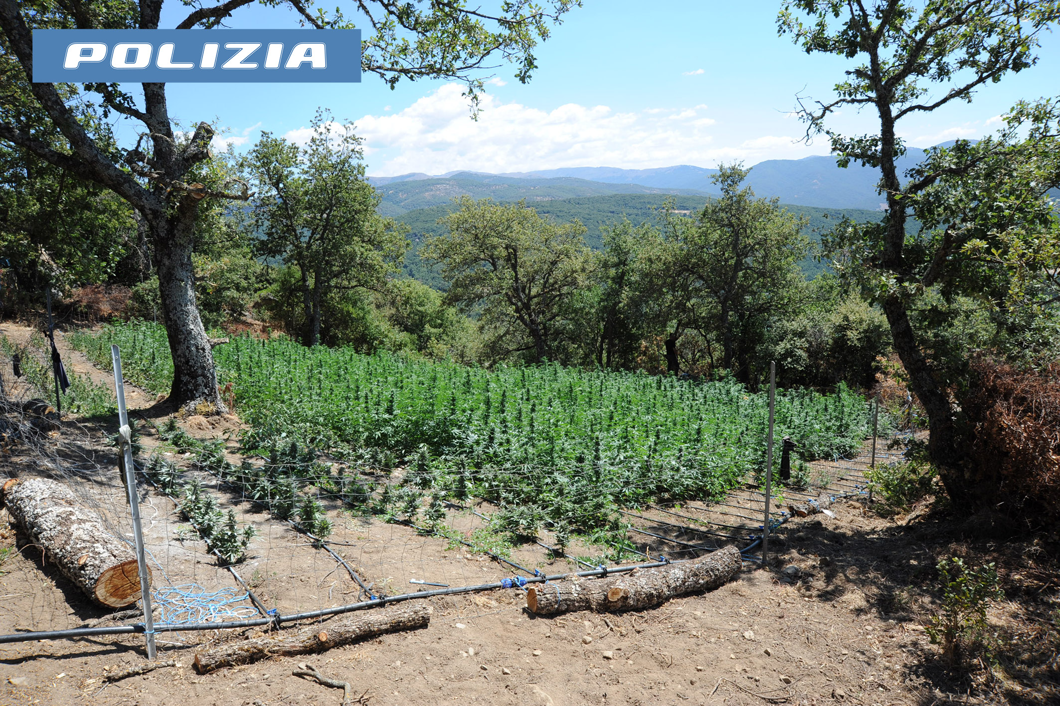 piantagione marijuana a lodine