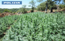 piantagione marijuana a lodine