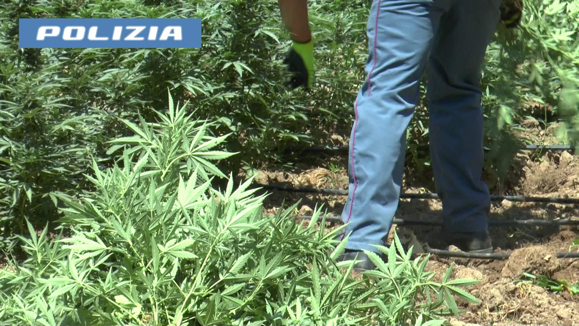 piantagione marijuana a lodine