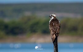 (FOTO) Il bellissimo falco pescatore catturato dall’obiettivo di Cristian Mascia in Ogliastra