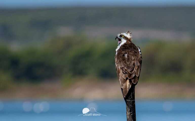 Falco pescatore PH Cristian Mascia
