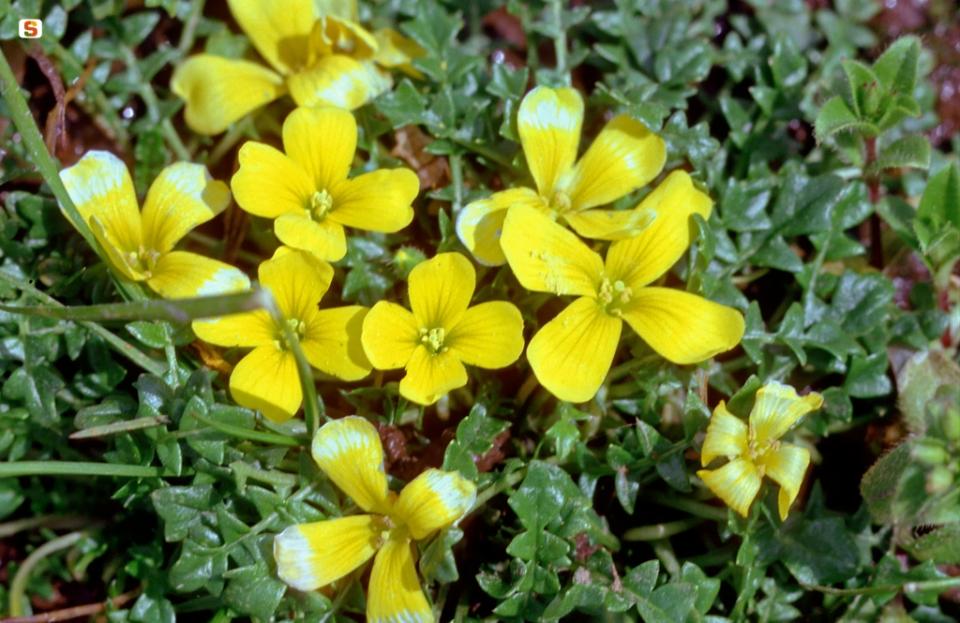 Morisia