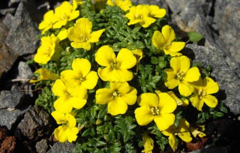 Morisia