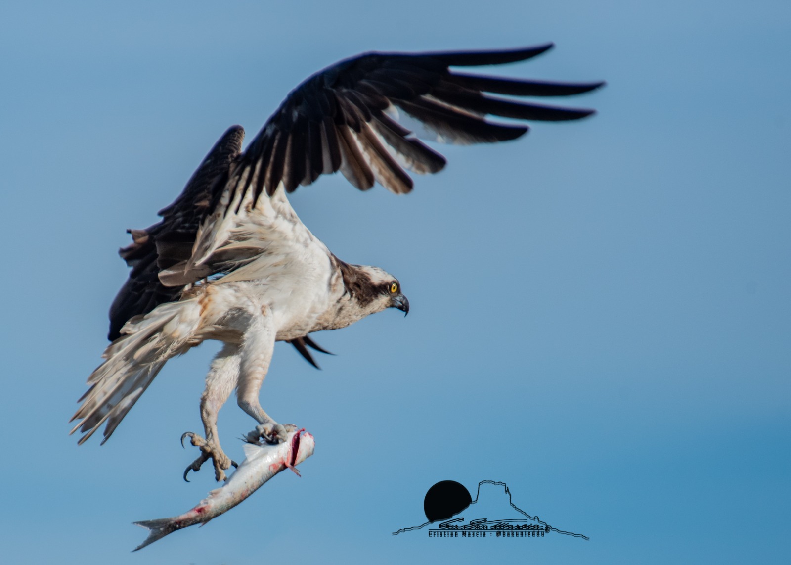 Falco pescatore PH Cristian Mascia
