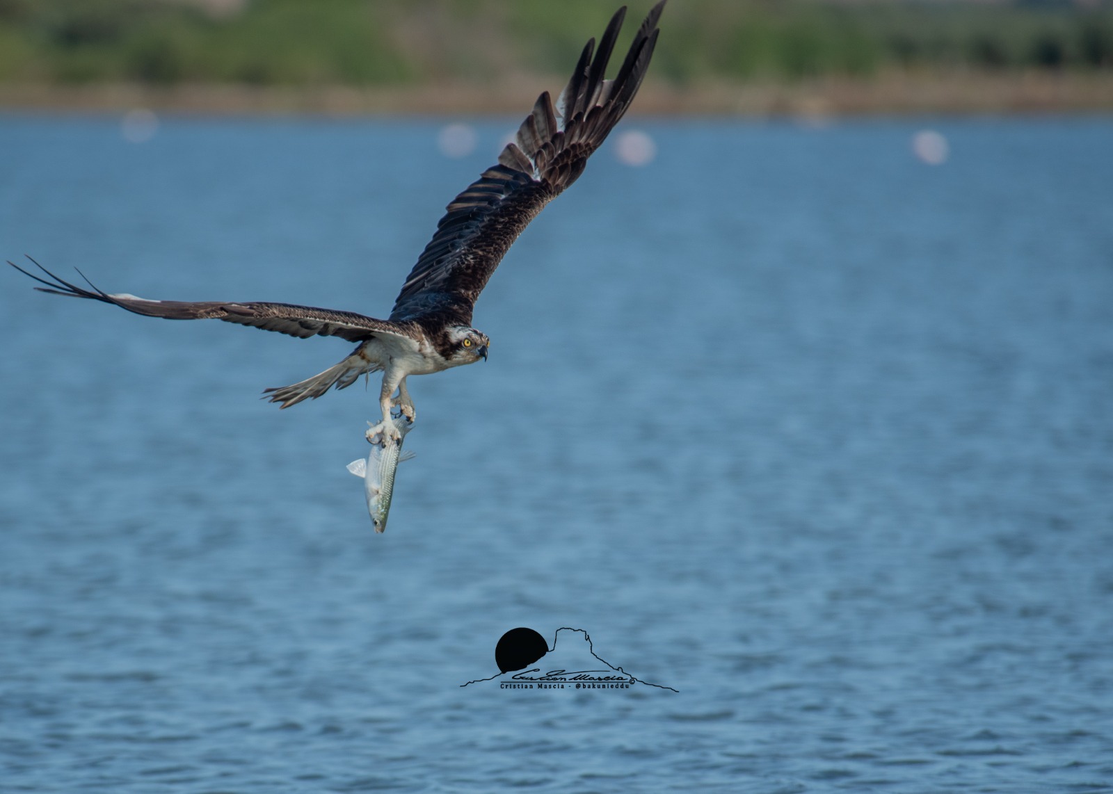 Falco pescatore PH Cristian Mascia